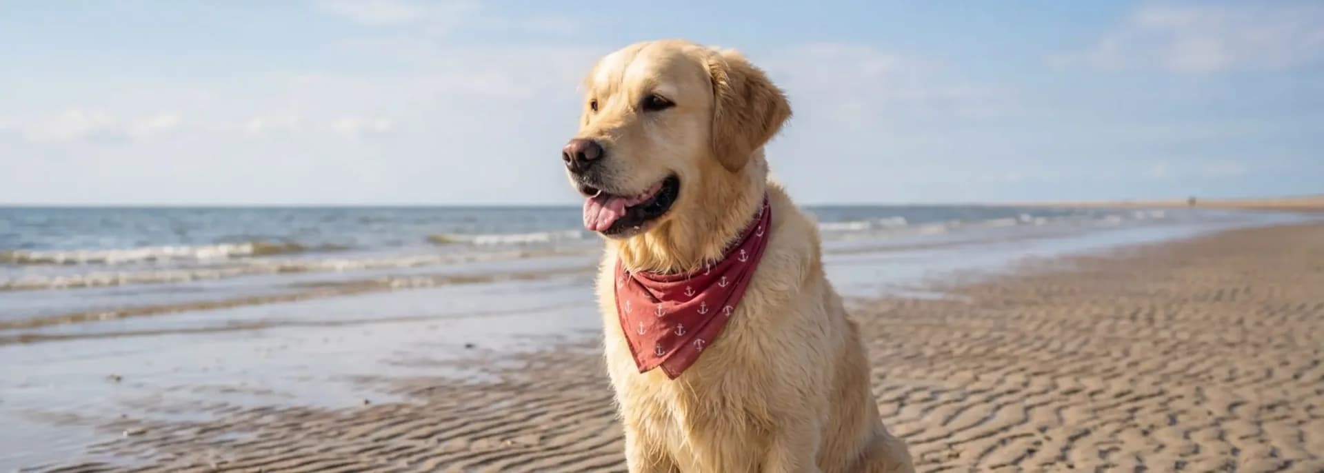 Urlaub mit Hund an der Nordsee: entspannte Tage mit vier Pfoten in Nordfriesland