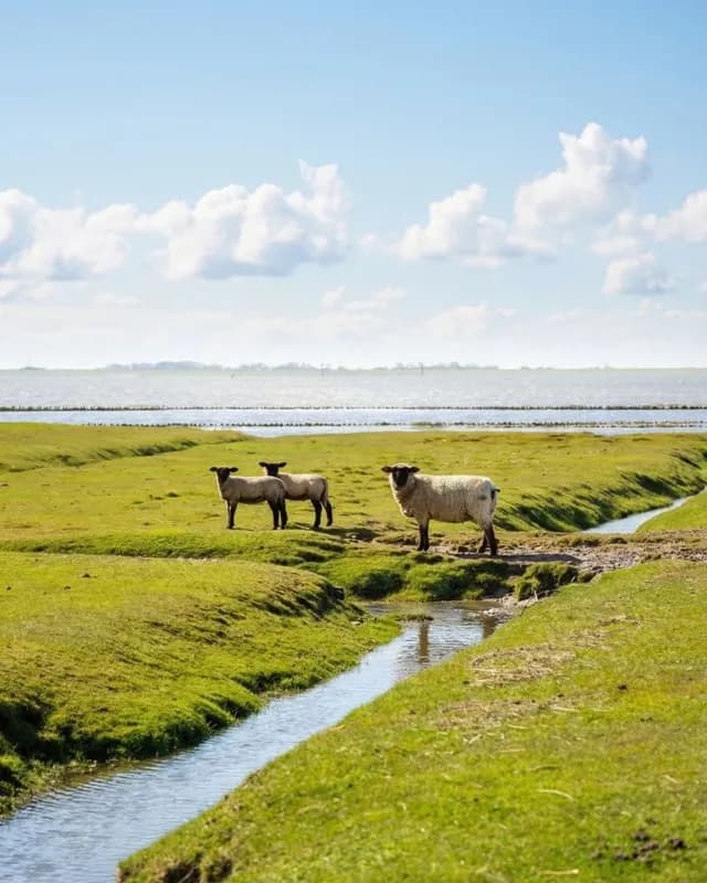 Ferienhaus in Simonsberg bei Husum in ruhiger Lage am Deich