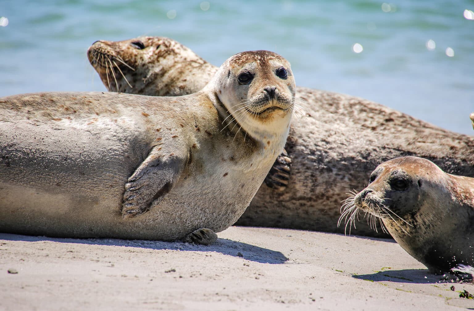 Seehunde auf einer Sandbank im Wattenmeer