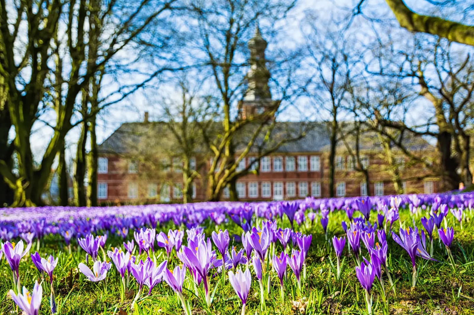 Lila Krokuswiese im Schlosspark, im Hintergrund das Schloss vor Husum mit seinem Turm