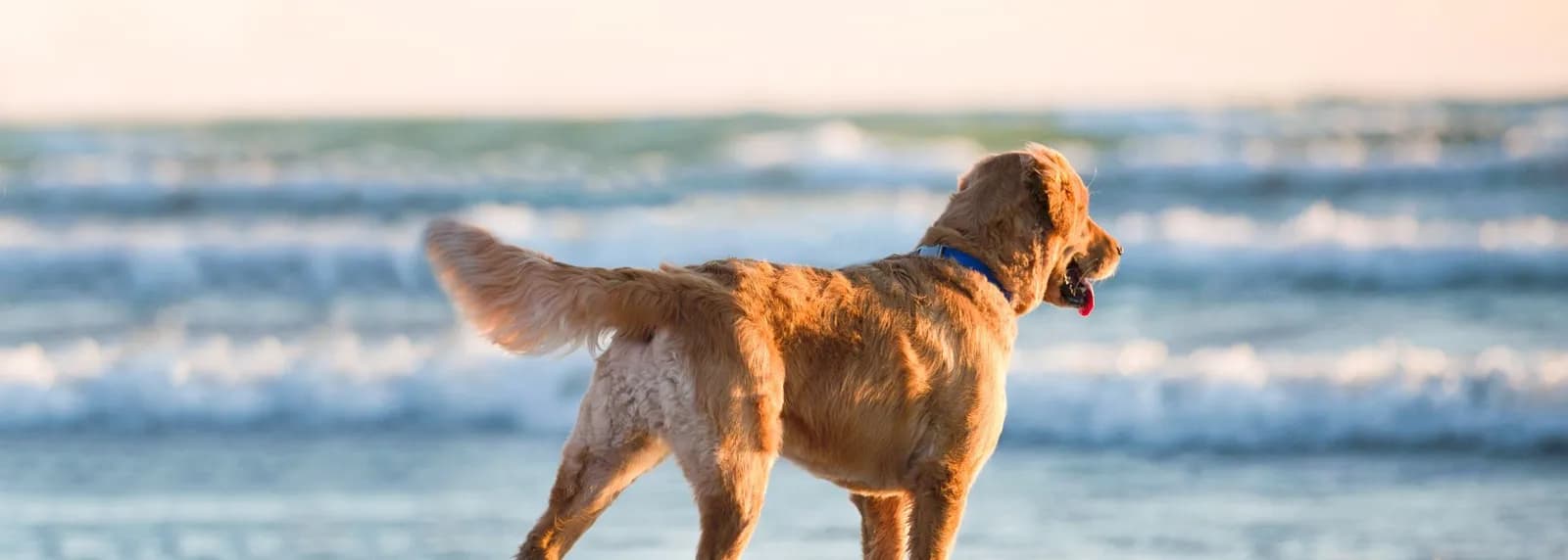 Urlaub mit Hund an der Nordsee: Die hundefreundlichsten Orte in Nordfriesland