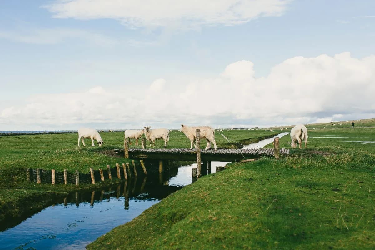 Schafe auf einer Holzbrücke in der Marschlandschaft auf Nordstrand