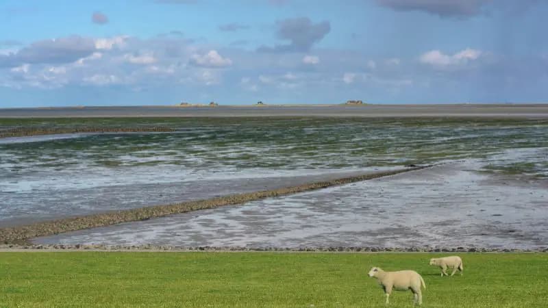 Schafe am Deich, dahinter Lahnungen im Watt und die Hallig Nordstrandischmoor am Horizont