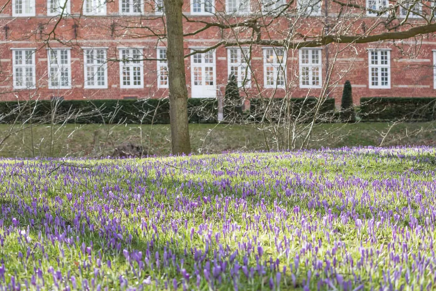 Husum in lila