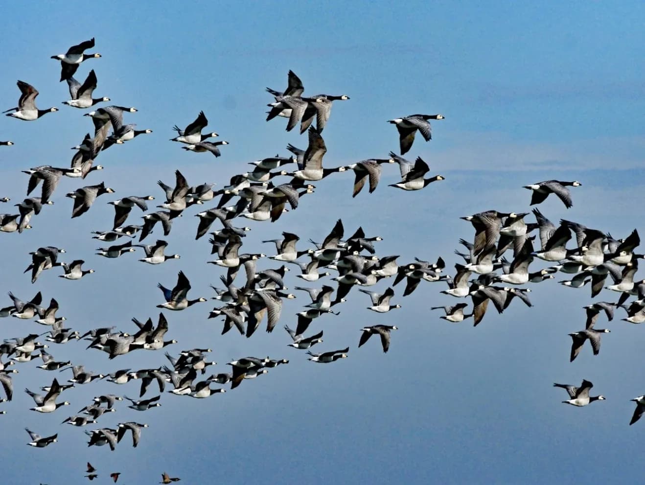 Nordstrand, ein Erlebnis am Wattenmeer