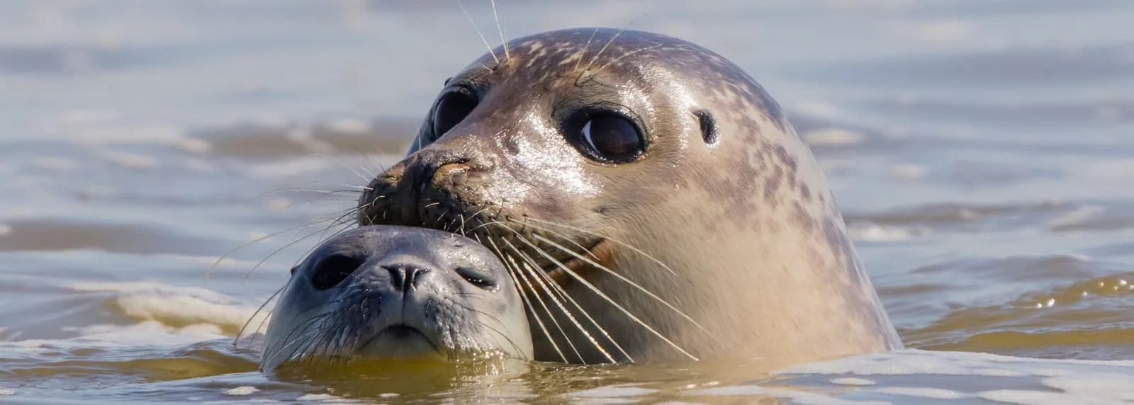 Seehunde an der Nordseeküste