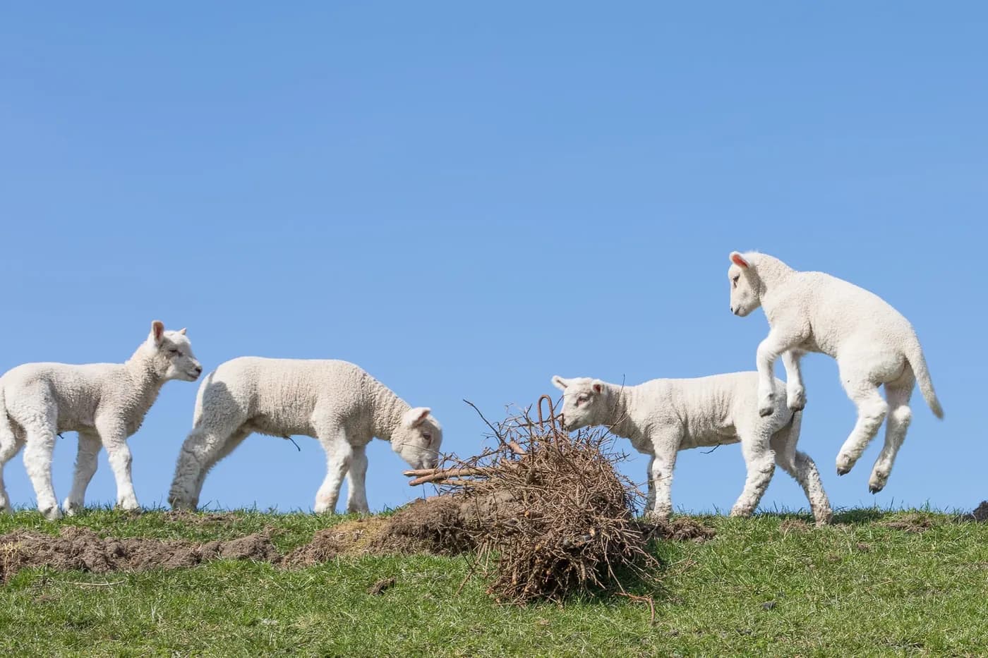Von kleinen Lämmchen und Lieblingsrasenmähern