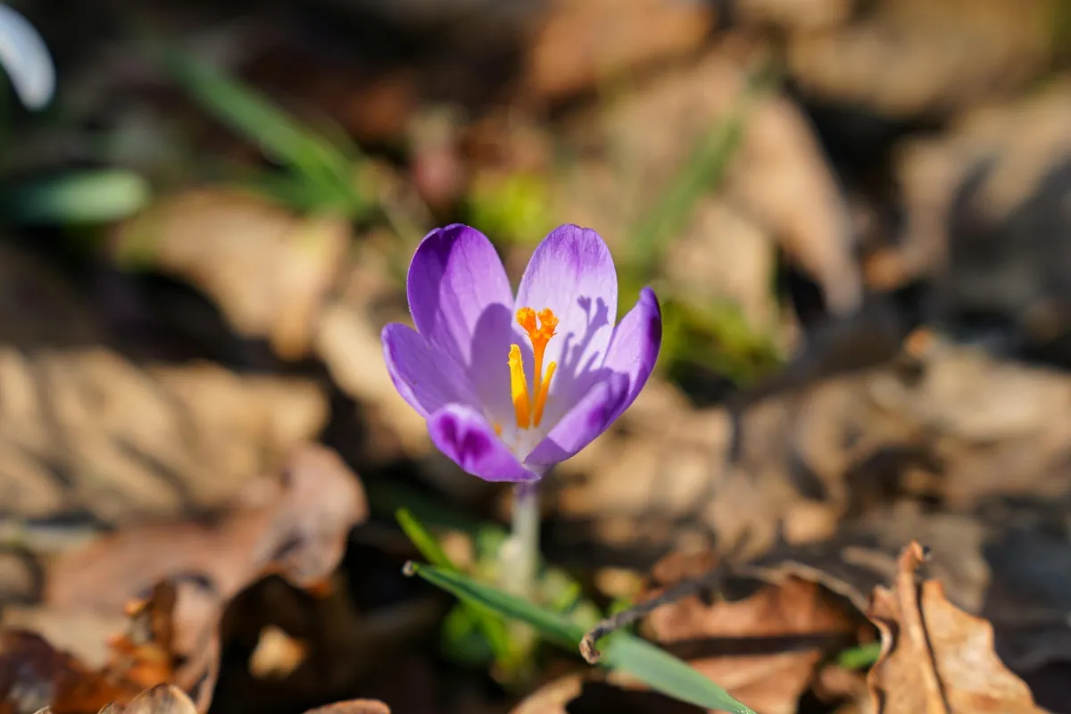 Einzelner lila Krokus mit geöffneter Blüte zwischen trockenem Laub in der Sonne