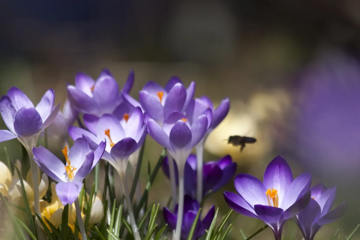 Lila Krokusse in der Sonne, eine Biene fliegt auf eine Blüte zu